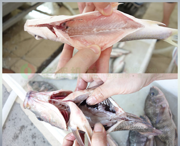 全動(dòng)自殺魚(yú)機(jī)